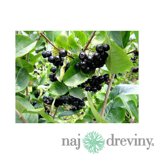 Arónia Viking v črepníku Aronia prunifolia Viking