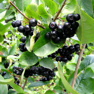 Arónia Viking v črepníku Aronia prunifolia Viking