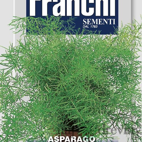 Asparagus - SPRENGERI - semená