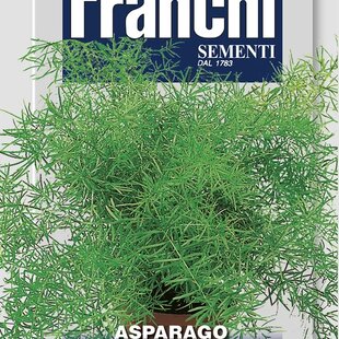Asparagus - SPRENGERI - semená