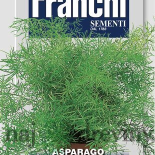Asparagus - SPRENGERI - semená