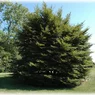 Asplenifolia