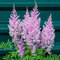 Astilbe BLACK PEARLS ‘Dunes Future‘ výška 30/50 cm, v črepníku 3l Astilbe japonica BLACK PEARLS ‘Dunes Future‘