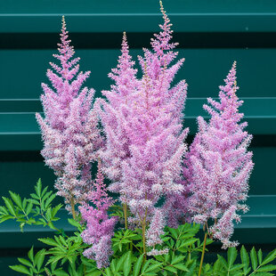 Astilbe BLACK PEARLS ‘Dunes Future‘ výška 30/50 cm, v črepníku 3l Astilbe japonica BLACK PEARLS ‘Dunes Future‘