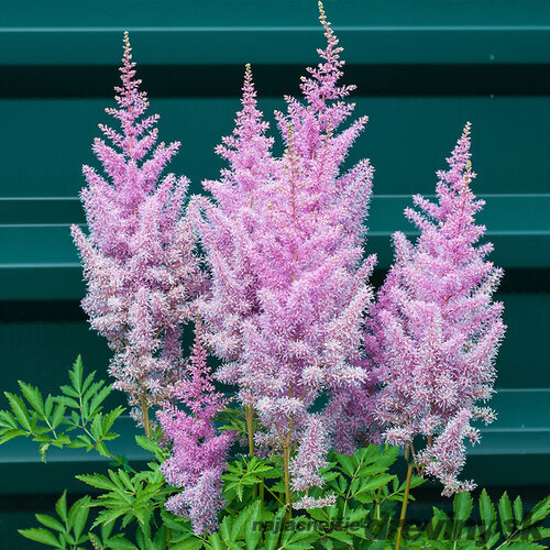 Astilbe BLACK PEARLS ‘Dunes Future‘ výška 30/50 cm, v črepníku 3l Astilbe japonica BLACK PEARLS ‘Dunes Future‘