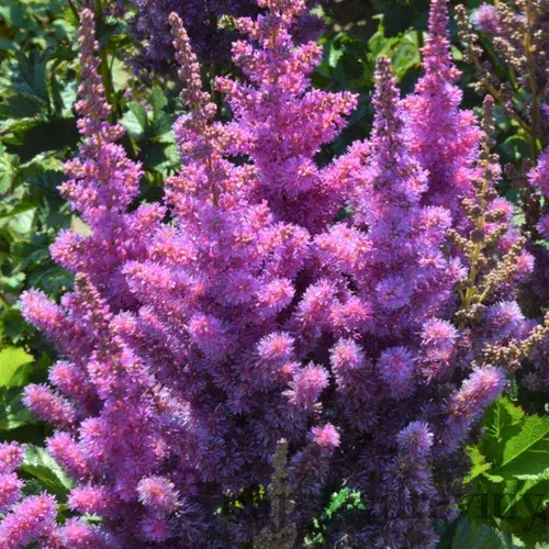 Astilbe čínska BLACK PEARLS ‘Dunes Future‘, výška 30/+ cm, v črepníku 3l Astilbe Black Pearls Dunes Future