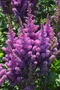 Astilbe čínska BLACK PEARLS ‘Dunes Future‘, výška 30/+ cm, v črepníku 3l Astilbe Black Pearls Dunes Future