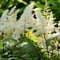 Astilbe čínska IVORY PEARLS ‘Dunes Victory‘, výška 30/50 cm, v črepníku 2l Astilbe IVORY PEARLS ‘Dunes Victory‘