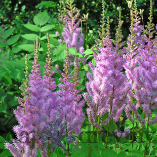 Astilbe čínska “Pumila”, v črepníku Astilbe chinensis Pumila