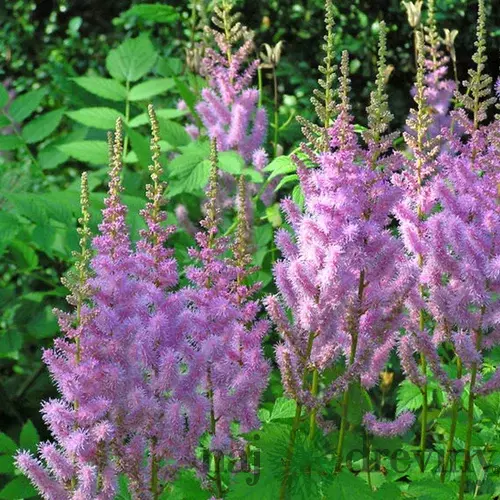 Astilbe čínska “Pumila”, v črepníku Astilbe chinensis Pumila