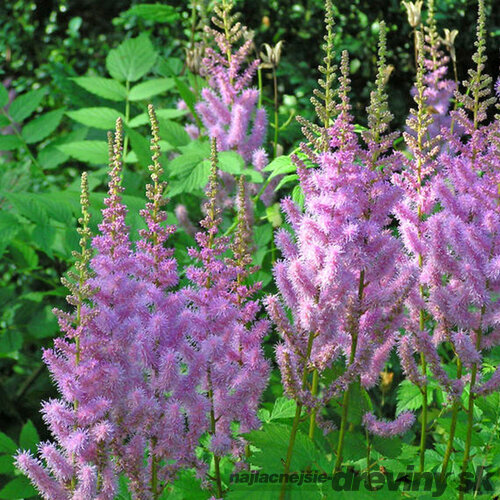 Astilbe čínska “Pumila”, v črepníku Astilbe chinensis Pumila