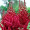 Astilbe čínska ‘Red Skyscraper‘, výška 30/+ cm, v črepníku 3l Astilbe chinensis ‘Red Skyscraper‘