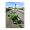 Astilbe CORAL ISLAND ‘Dunes Revolution‘ 30/50 cm v črepníku 2l Astilbe CORAL ISLAND ‘Dunes Revolution‘