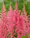 Astilbe CORAL ISLAND ‘Dunes Revolution‘ 30/50 cm v črepníku 2l Astilbe CORAL ISLAND ‘Dunes Revolution‘