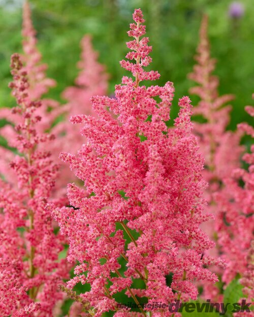 Astilbe CORAL ISLAND ‘Dunes Revolution‘ 30/50 cm v črepníku 2l Astilbe CORAL ISLAND ‘Dunes Revolution‘