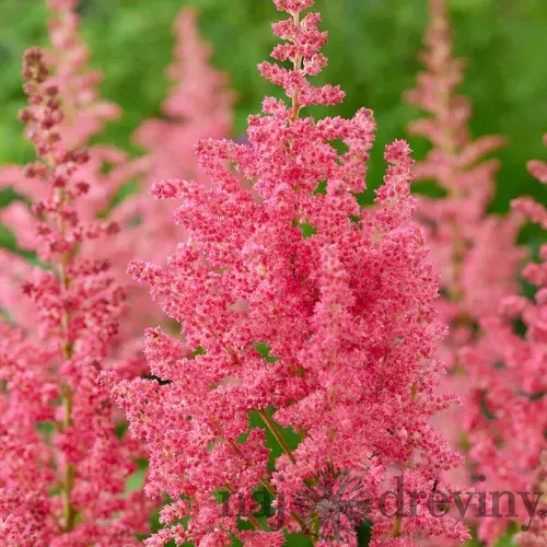 Astilbe CORAL ISLAND ‘Dunes Revolution‘ 30/50 cm v črepníku 2l Astilbe CORAL ISLAND ‘Dunes Revolution‘
