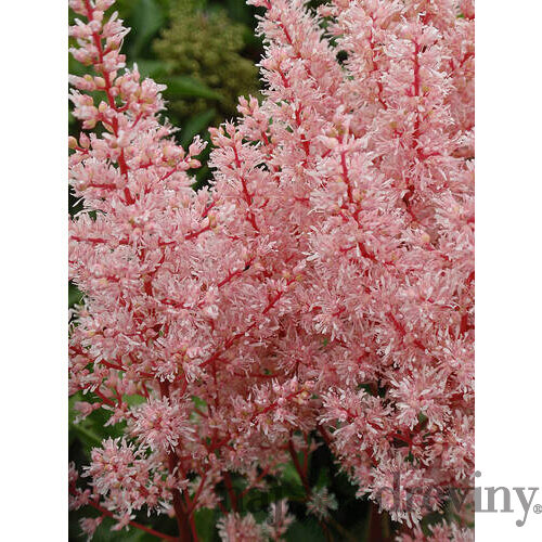 Astilbe ‘Look At Me‘ PBR, výška 35/+ cm, v črepníku 3l Astilbe ‘Look At Me‘ PBR