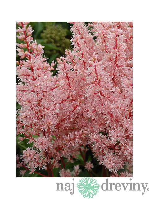 Astilbe ‘Look At Me‘ PBR, výška 35/+ cm, v črepníku 3l Astilbe ‘Look At Me‘ PBR