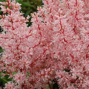 Astilbe ‘Look At Me‘ PBR, výška 35/+ cm, v črepníku 3l Astilbe ‘Look At Me‘ PBR