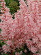 Astilbe ‘Look At Me‘ PBR, výška 35/+ cm, v črepníku 3l Astilbe ‘Look At Me‘ PBR