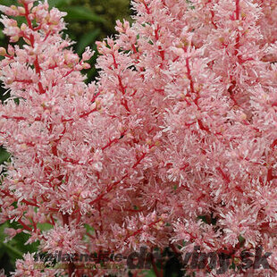 Astilbe ‘Look At Me‘ PBR, výška 35/+ cm, v črepníku 3l Astilbe ‘Look At Me‘ PBR