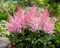 Astilbe ´Lovely Day´PBR, výška 25/50cm, v črepníku Astilbe Lovely Day PBR