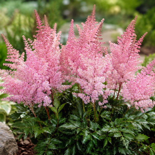 Astilbe ´Lovely Day´PBR, výška 25/50cm, v črepníku Astilbe Lovely Day PBR