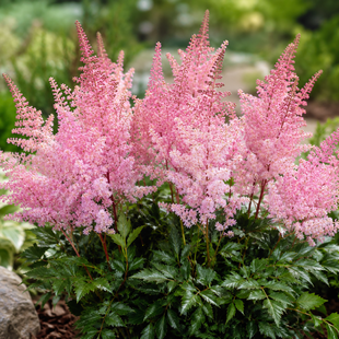 Astilbe ´Lovely Day´PBR, výška 25/50cm, v črepníku Astilbe Lovely Day PBR