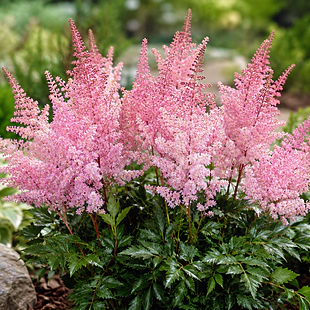 Astilbe ´Lovely Day´PBR, výška 25/50cm, v črepníku Astilbe Lovely Day PBR