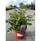Astilbe ‘Purple Rain‘ PBR 30/50 cm v črepníku 3l Astilbe ‘Purple Rain‘ PBR