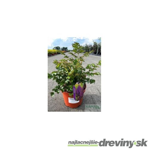 Astilbe ‘Purple Rain‘ PBR 30/50 cm v črepníku 3l Astilbe ‘Purple Rain‘ PBR
