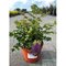 Astilbe ‘Purple Rain‘ PBR 30/50 cm v črepníku 3l Astilbe ‘Purple Rain‘ PBR