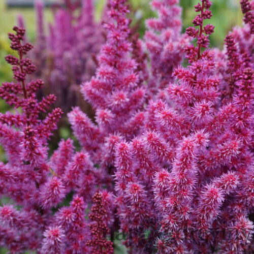 Astilbe ‘Purple Rain‘ PBR 30/50 cm v črepníku 3l Astilbe ‘Purple Rain‘ PBR