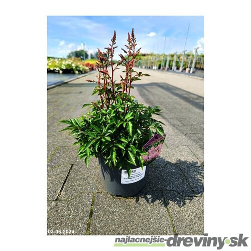 Astilbe SHORT ‘N‘ SWEET SUGARBERRY ‘Sugarberry‘ 30/50 cm v črepníku 2l Astilbe SHORT ‘N‘ SWEET SUGARBERRY ‘Sugarberry‘