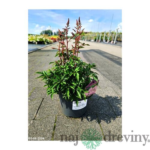 Astilbe SHORT ‘N‘ SWEET SUGARBERRY ‘Sugarberry‘ 30/50 cm v črepníku 2l Astilbe SHORT ‘N‘ SWEET SUGARBERRY ‘Sugarberry‘