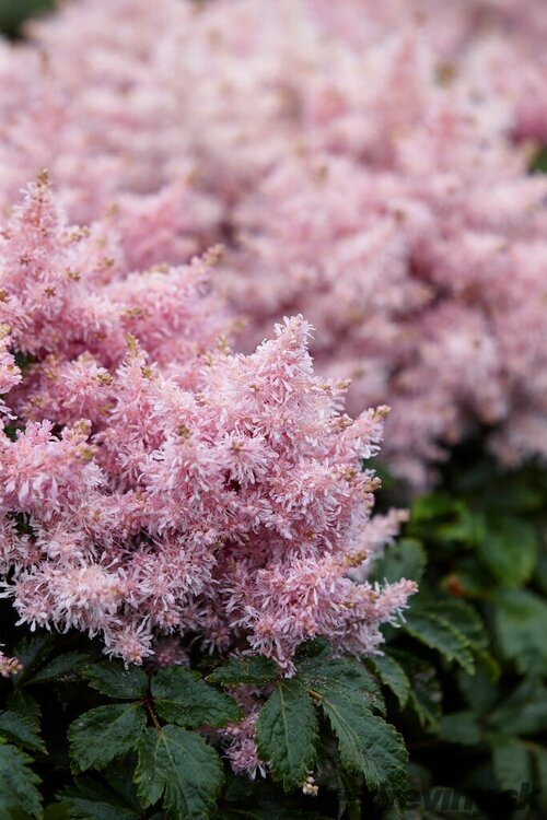 Astilbe SHORT ‘N‘ SWEET SUGARBERRY ‘Sugarberry‘ 30/50 cm v črepníku 2l Astilbe SHORT ‘N‘ SWEET SUGARBERRY ‘Sugarberry‘
