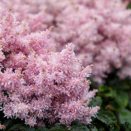 Astilbe SHORT ‘N‘ SWEET SUGARBERRY ‘Sugarberry‘ 30/50 cm v črepníku 2l Astilbe SHORT ‘N‘ SWEET SUGARBERRY ‘Sugarberry‘