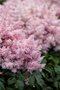 Astilbe SHORT ‘N‘ SWEET SUGARBERRY ‘Sugarberry‘ 30/50 cm v črepníku 2l Astilbe SHORT ‘N‘ SWEET SUGARBERRY ‘Sugarberry‘