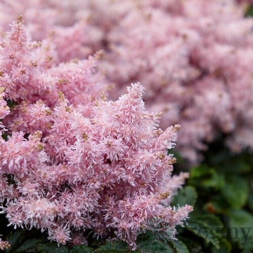 Astilbe SHORT ‘N‘ SWEET SUGARBERRY ‘Sugarberry‘ 30/50 cm v črepníku 2l Astilbe SHORT ‘N‘ SWEET SUGARBERRY ‘Sugarberry‘