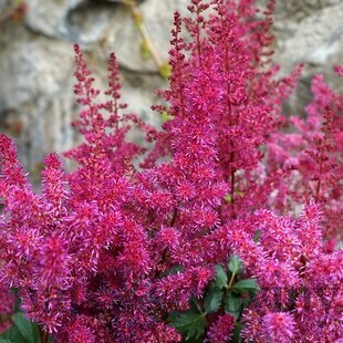 Astilbe ‘Vision Vulcano‘, výška 30/+ cm, v črepníku 3l Astilbe ‘Vision Vulcano‘