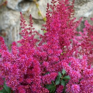 Astilbe ‘Vision Vulcano‘, výška 30/+ cm, v črepníku 3l Astilbe ‘Vision Vulcano‘