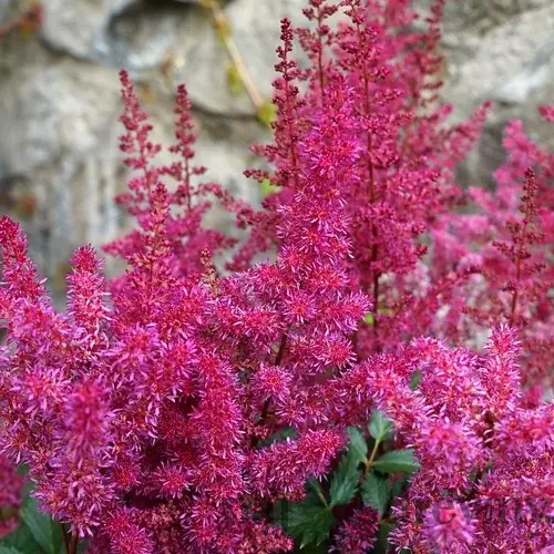 Astilbe ‘Vision Vulcano‘, výška 30/+ cm, v črepníku 3l Astilbe ‘Vision Vulcano‘