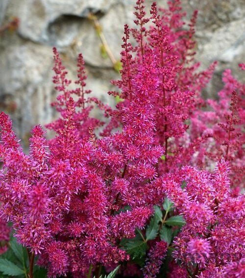 Astilbe ‘Vision Vulcano‘, výška 30/+ cm, v črepníku 3l Astilbe ‘Vision Vulcano‘