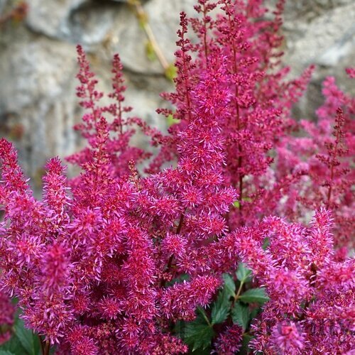 Astilbe ‘Vision Vulcano‘, výška 30/+ cm, v črepníku 3l Astilbe ‘Vision Vulcano‘