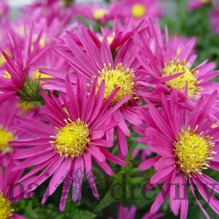 Astra alpínska Bahamas, výška 20/+cm, v črepníku 2L Aster Alpinus Bahamas