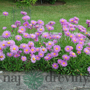 Astra alpínska Happy End, v črepníku 3l Aster Alpinus Happy End