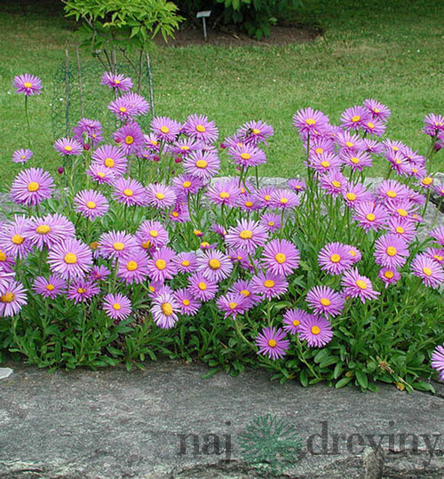 Astra alpínska Happy End, v črepníku 3l Aster Alpinus Happy End
