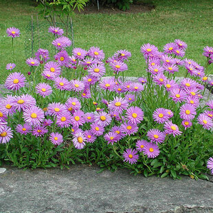 Astra alpínska Happy End, v črepníku 3l Aster Alpinus Happy End
