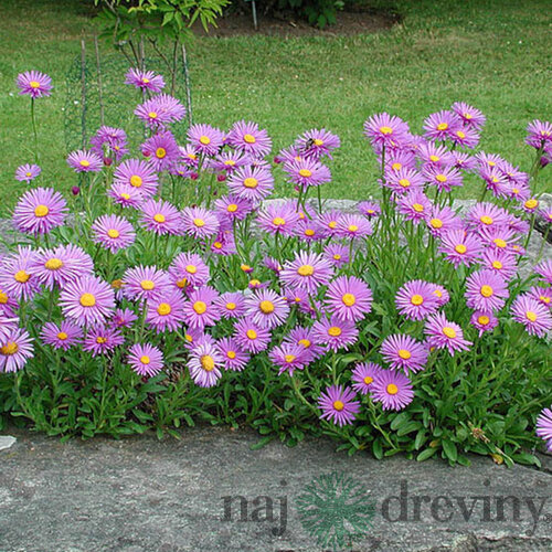 Astra alpínska Happy End, v črepníku 3l Aster Alpinus Happy End