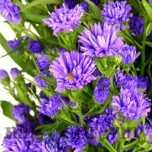 Astra alpínska ‘Milka‘, výška 20/+ cm, v črepníku 2l Aster ‘Milka‘